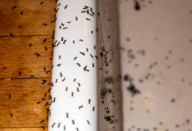 Best Pest Removal Services  in West Linn, OR