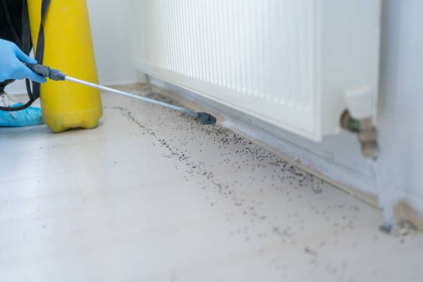 Best Termite Control Services  in West Linn, OR